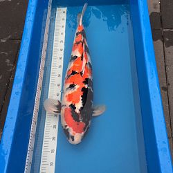 Update enkele koi Jelle: afbeelding 2