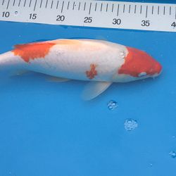 Update enkele koi Jelle: afbeelding 3