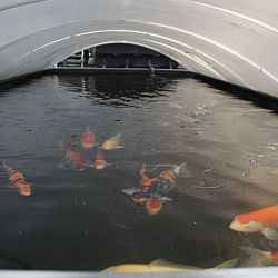 Update enkele koi Jelle: afbeelding 6