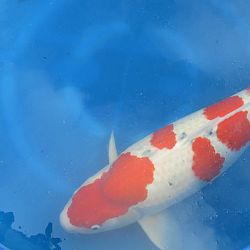 Update in de motregen bij Wim, deel 1: afbeelding 2