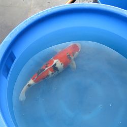 Update in de motregen bij Wim, deel 1: afbeelding 1