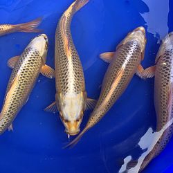 Update opgroei Matsuba : afbeelding 3