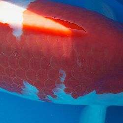 Update uit het verleden: afbeelding 4