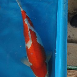 Update uit Japan: afbeelding 2