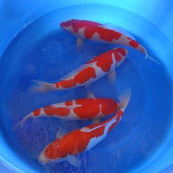Update uit Japan: afbeelding 3
