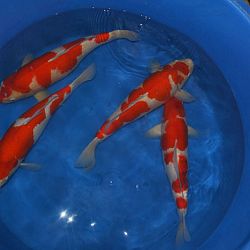 Update uit Japan: afbeelding 5