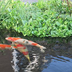 Update van de koi van Polleke: afbeelding 2