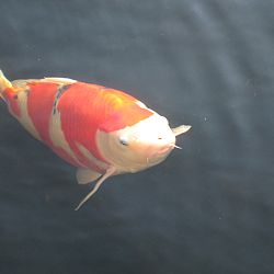 Update van de koi van Polleke: afbeelding 3