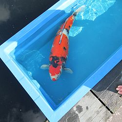 Update van de koi van Polleke: afbeelding 19