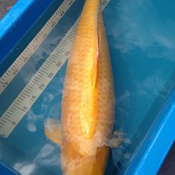 Update van een sanke: afbeelding 1