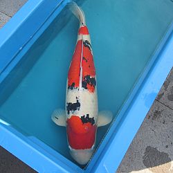 Update van Polleke: afbeelding 1