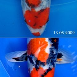 Van embryo tot 60 cm kijkgenot: afbeelding 1