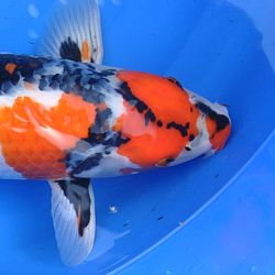 Van embryo tot 60 cm kijkgenot: afbeelding 2