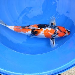 Van embryo tot 60 cm kijkgenot: afbeelding 3