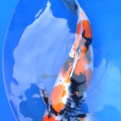 Van embryo tot 60 cm kijkgenot: afbeelding 4