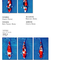 Veiling Momotaro 5 oktober - showa: afbeelding 2