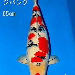 Veiling Sakai: afbeelding 3