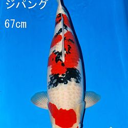 Veiling Sakai: afbeelding 4