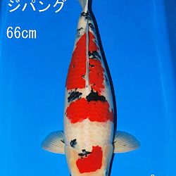 Veiling Sakai: afbeelding 5