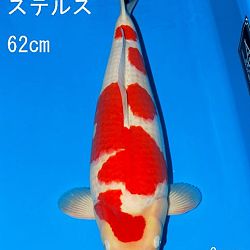 Veiling Sakai: afbeelding 6