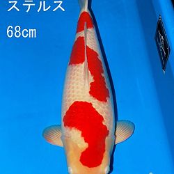 Veiling Sakai: afbeelding 9