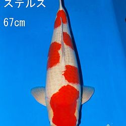 Veiling Sakai: afbeelding 11