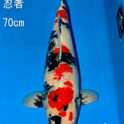 Veiling Sakai: afbeelding 14