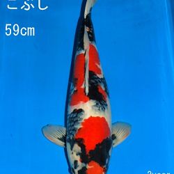 Veiling Sakai: afbeelding 15