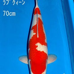 Veiling Sakai: afbeelding 18
