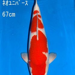 Veiling Sakai: afbeelding 27