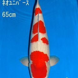 Veiling Sakai: afbeelding 29
