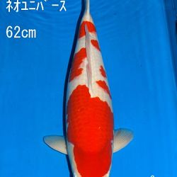 Veiling Sakai: afbeelding 34