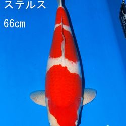 Veiling Sakai: afbeelding 35