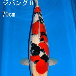 Veiling Sakai: afbeelding 38
