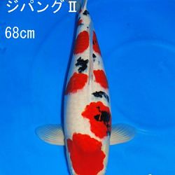 Veiling Sakai: afbeelding 39