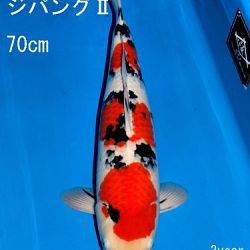 Veiling Sakai: afbeelding 40