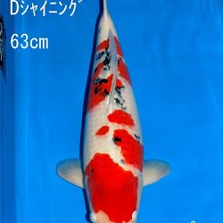 Veiling Sakai: afbeelding 45