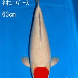 Veiling Sakai: afbeelding 49