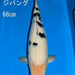 Veiling Sakai: afbeelding 51