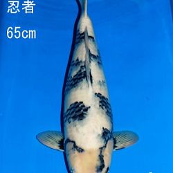 Veiling Sakai: afbeelding 53