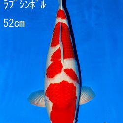 Veiling Sakai: afbeelding 55