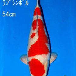 Veiling Sakai: afbeelding 56