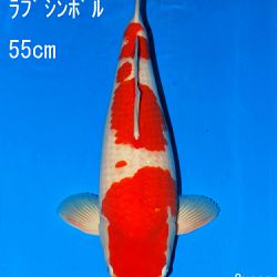 Veiling Sakai: afbeelding 57