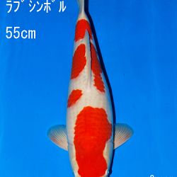 Veiling Sakai: afbeelding 58