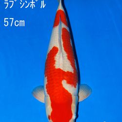 Veiling Sakai: afbeelding 59