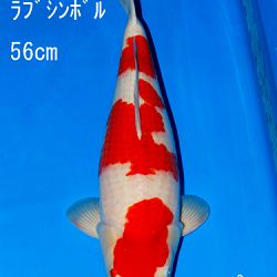 Veiling Sakai: afbeelding 60