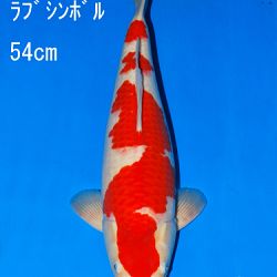 Veiling Sakai: afbeelding 61