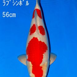 Veiling Sakai: afbeelding 62