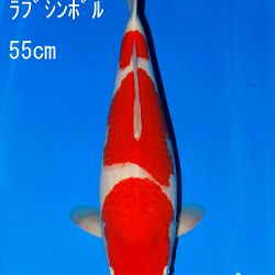 Veiling Sakai: afbeelding 63