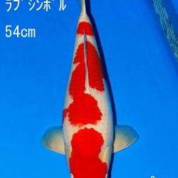 Veiling Sakai: afbeelding 64